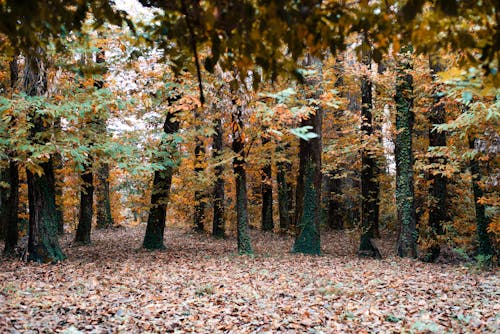 Photos gratuites de automne, feuilles, forêt