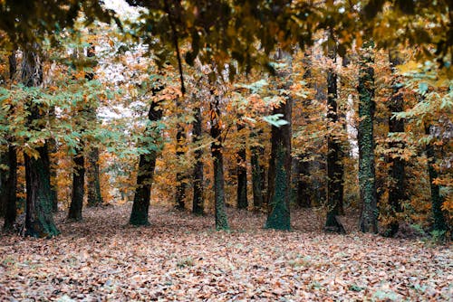 Ivy Covered Tree Trunks in the Forest in Autumn