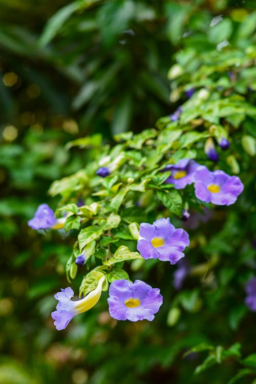Purple Flowers on Plant