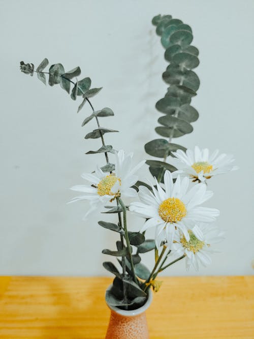 Foto stok gratis aster, bejana, bunga putih