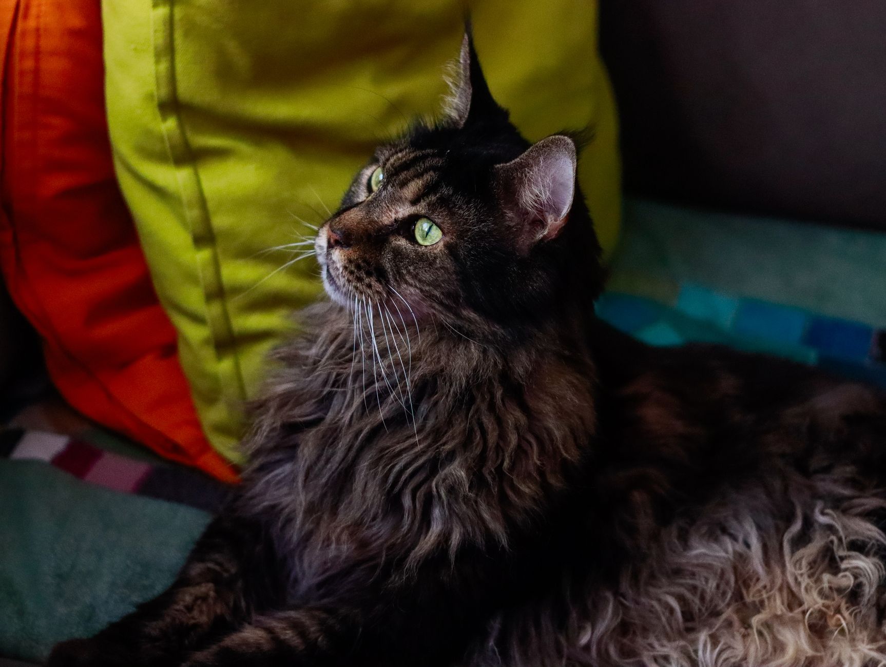 A fluffy Maine Coon cat with green eyes relaxing indoors on vibrant cushions, showcasing its furry coat.