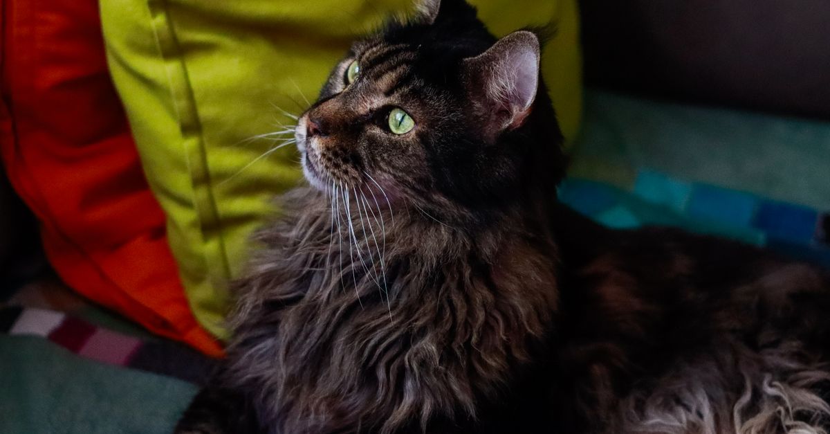 10 Creative Ideas for Designing Your Pet Zone