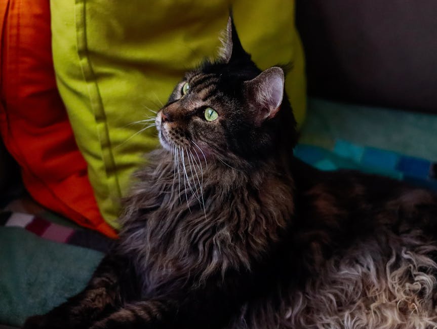 Maine Coon Cat Resting - Cat Hip Dysplasia Natural Support Maine Coon Cat Resting - Cat Hip Dysplasia Natural Support