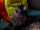 maine coon