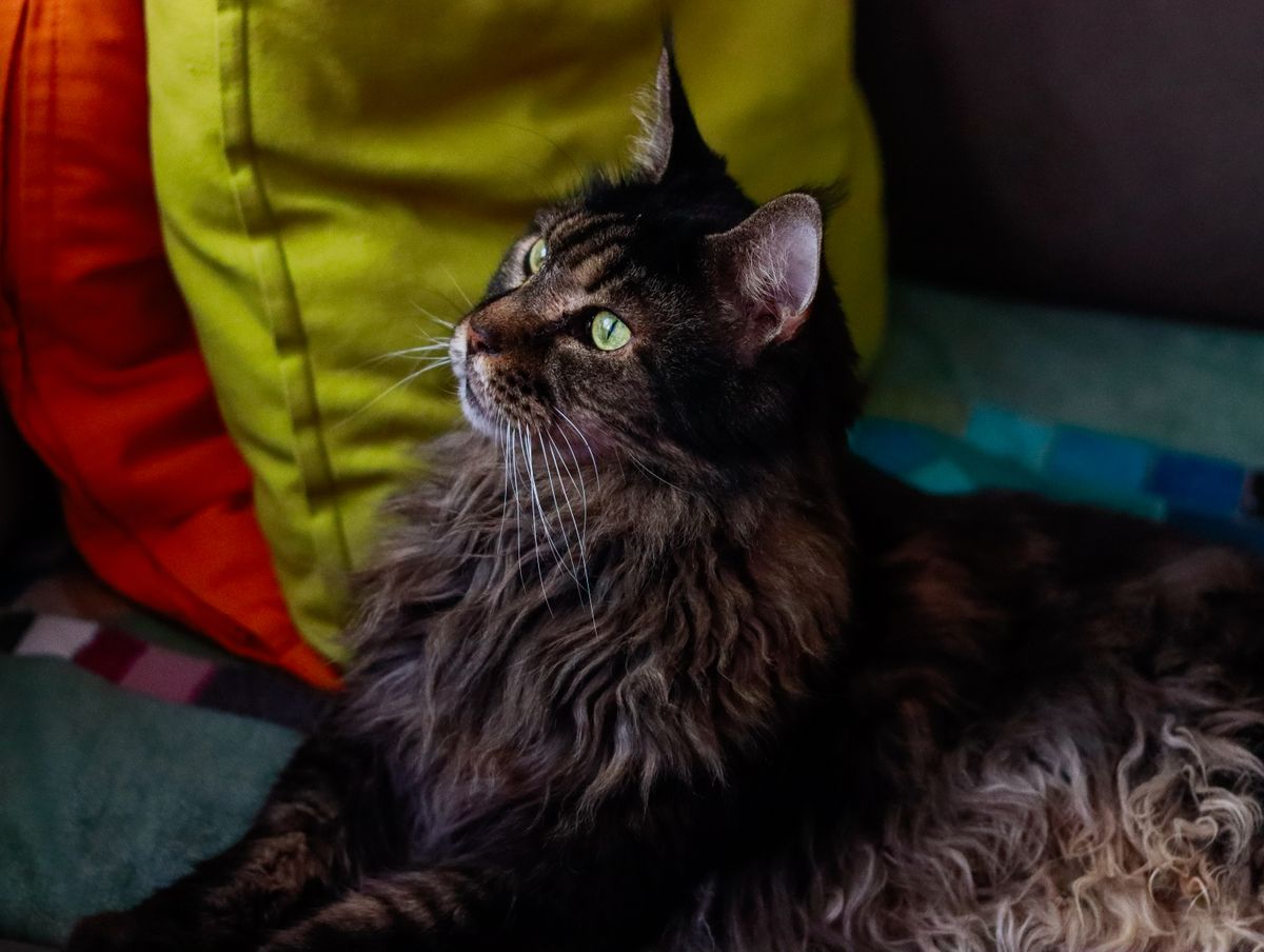 Maine Coon Semental Premium