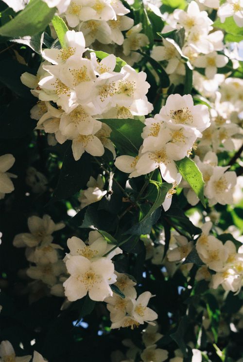 Free A close-up of white jasmine flowers in full bloom, capturing nature's beauty in spring. Stock Photo