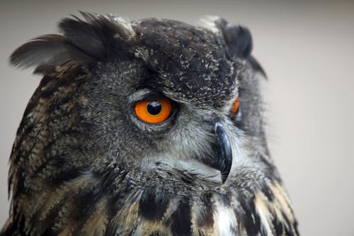 Close-up of an Eurasian Eagle-Owl