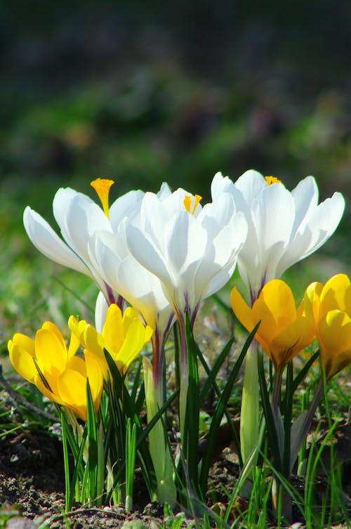 Close-up of Crocus Flowers 