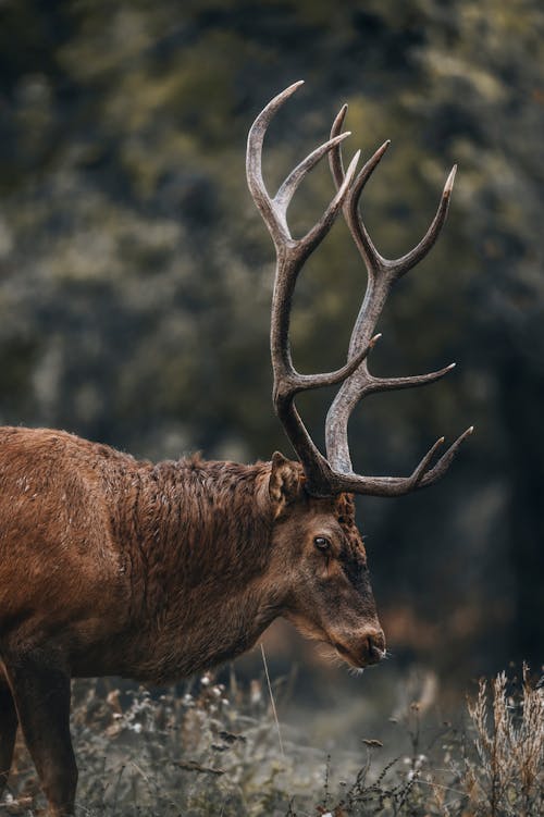 Fotos de stock gratuitas de ciervo canadiense, cornamenta, fondo de pantalla para el móvil
