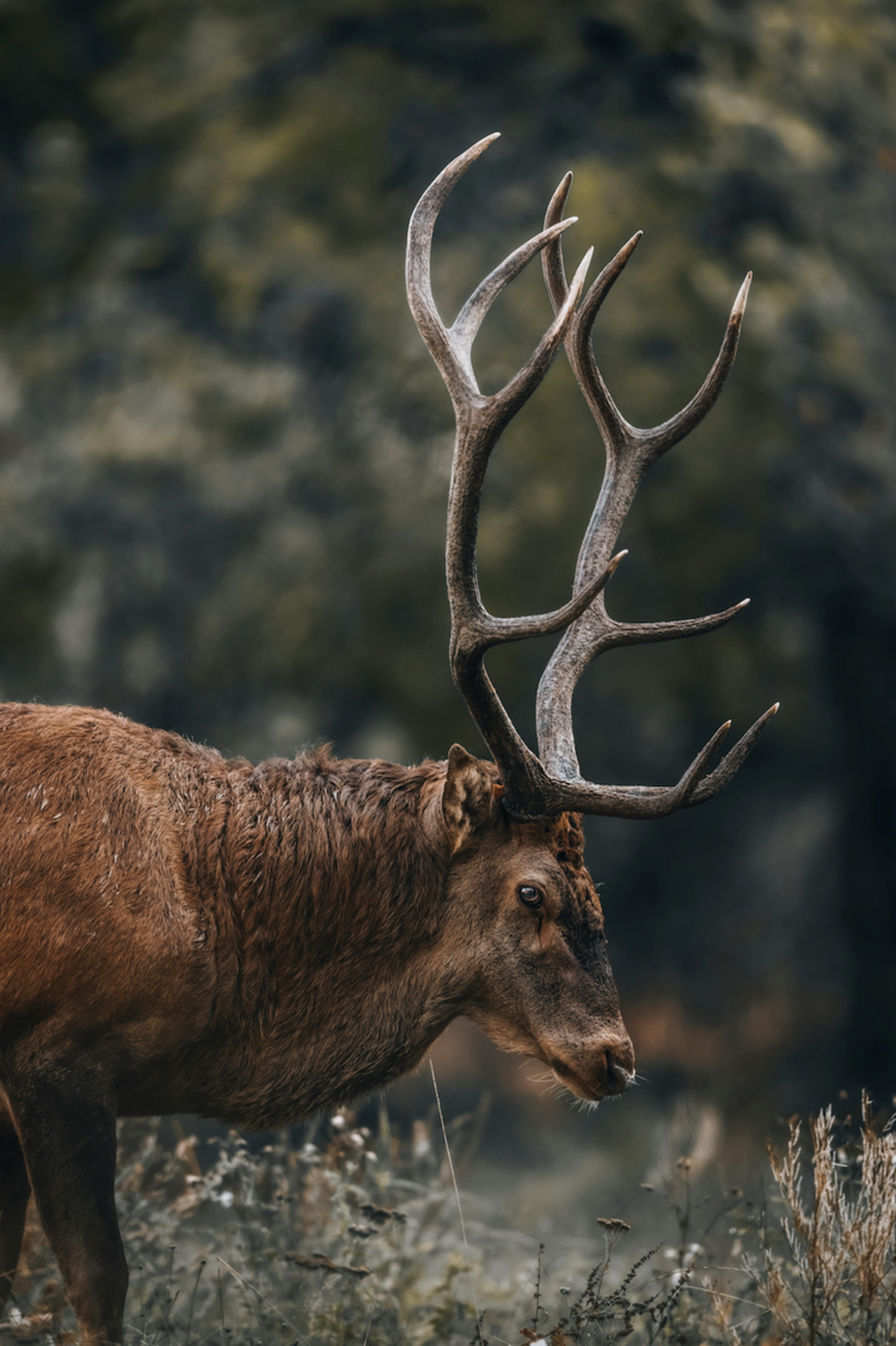 Antlers Paper Hunter by Lee Jofa Designer Wallcovering - Swanky Fabrics