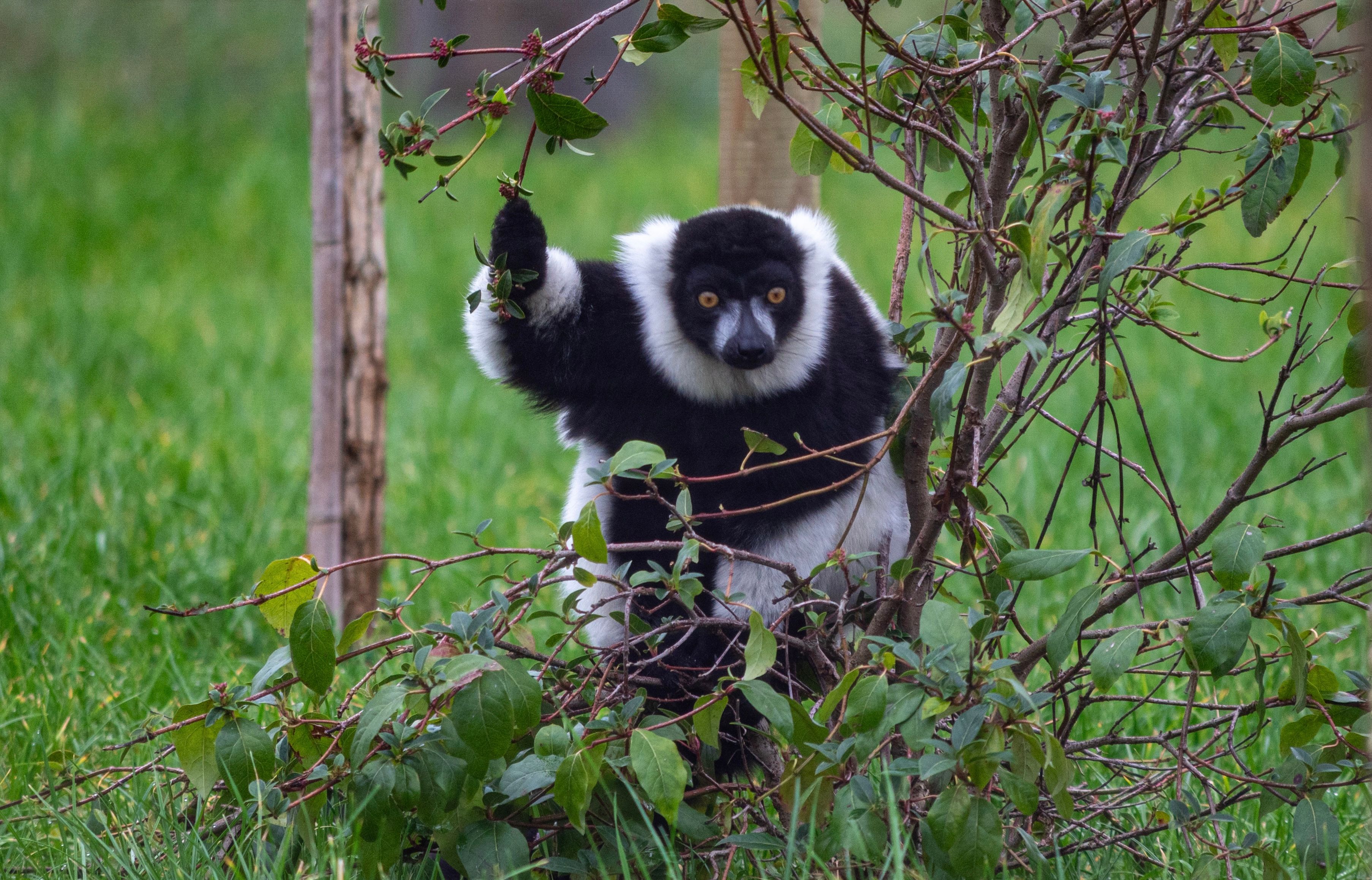 A ruffed lemur sits amidst green branches in a natural outdoor setting.