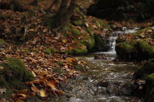 Immagine gratuita di autunno, cascata, fiume