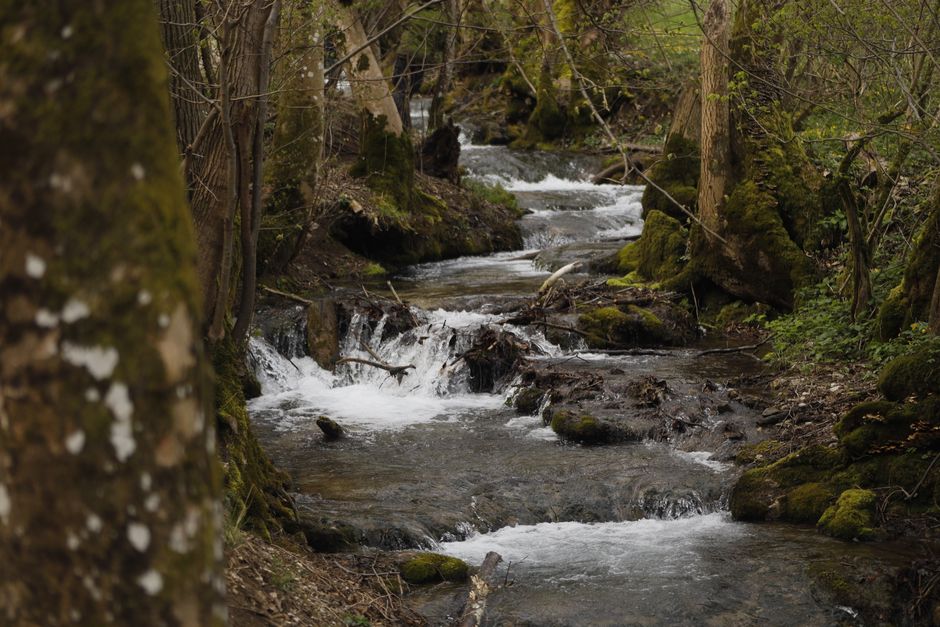 Fotomural Arroyo pacífico en el bosque con musgo exuberante, perfecto para fondos naturales.