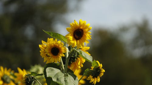 Immagine gratuita di acerbo, campo, fiori