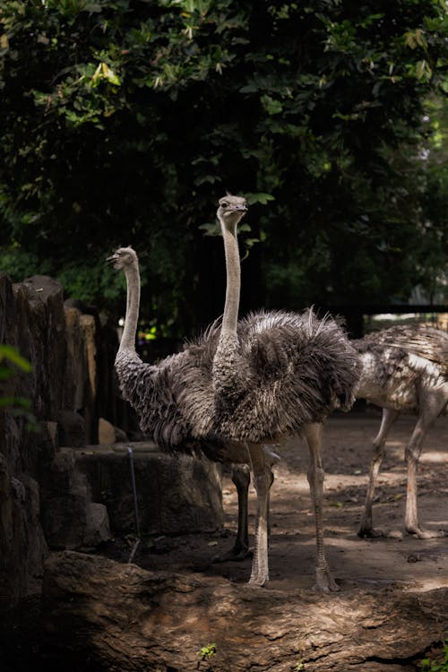 Ilmainen kuvapankkikuva tunnisteilla eläinkuvaus, eläintarha, emu