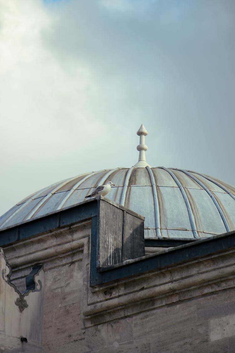 Seagull On Roof By Building Dome