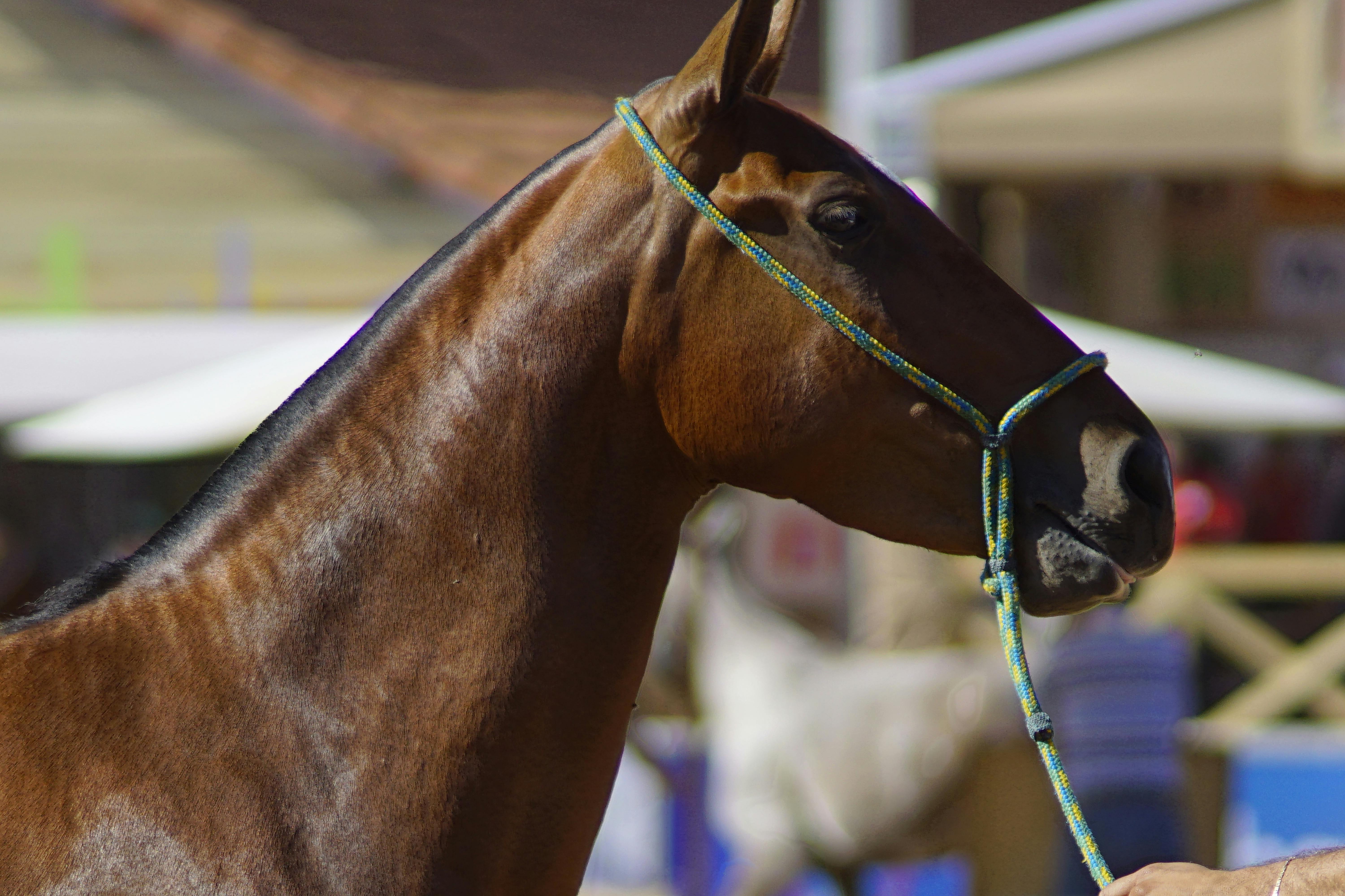 Foto profissional gratuita de cavalo, mangalarga marchador