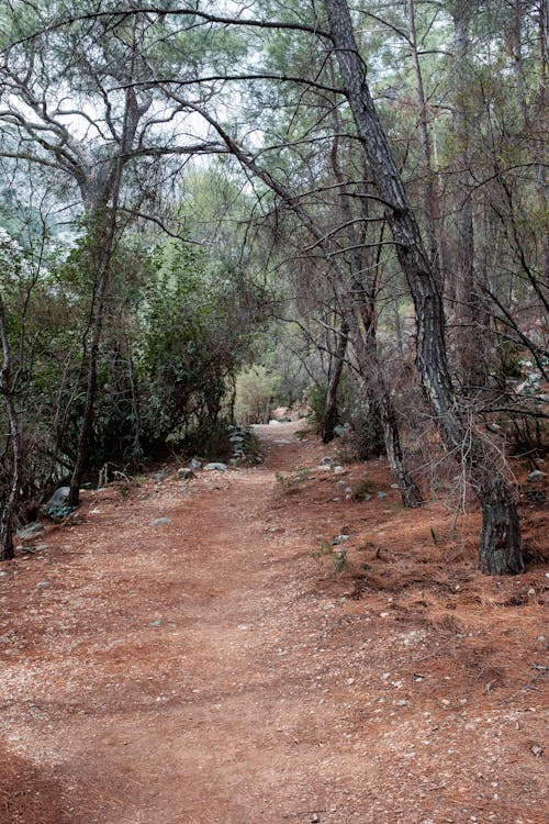 View of a Pathway between Trees and Shrubs 