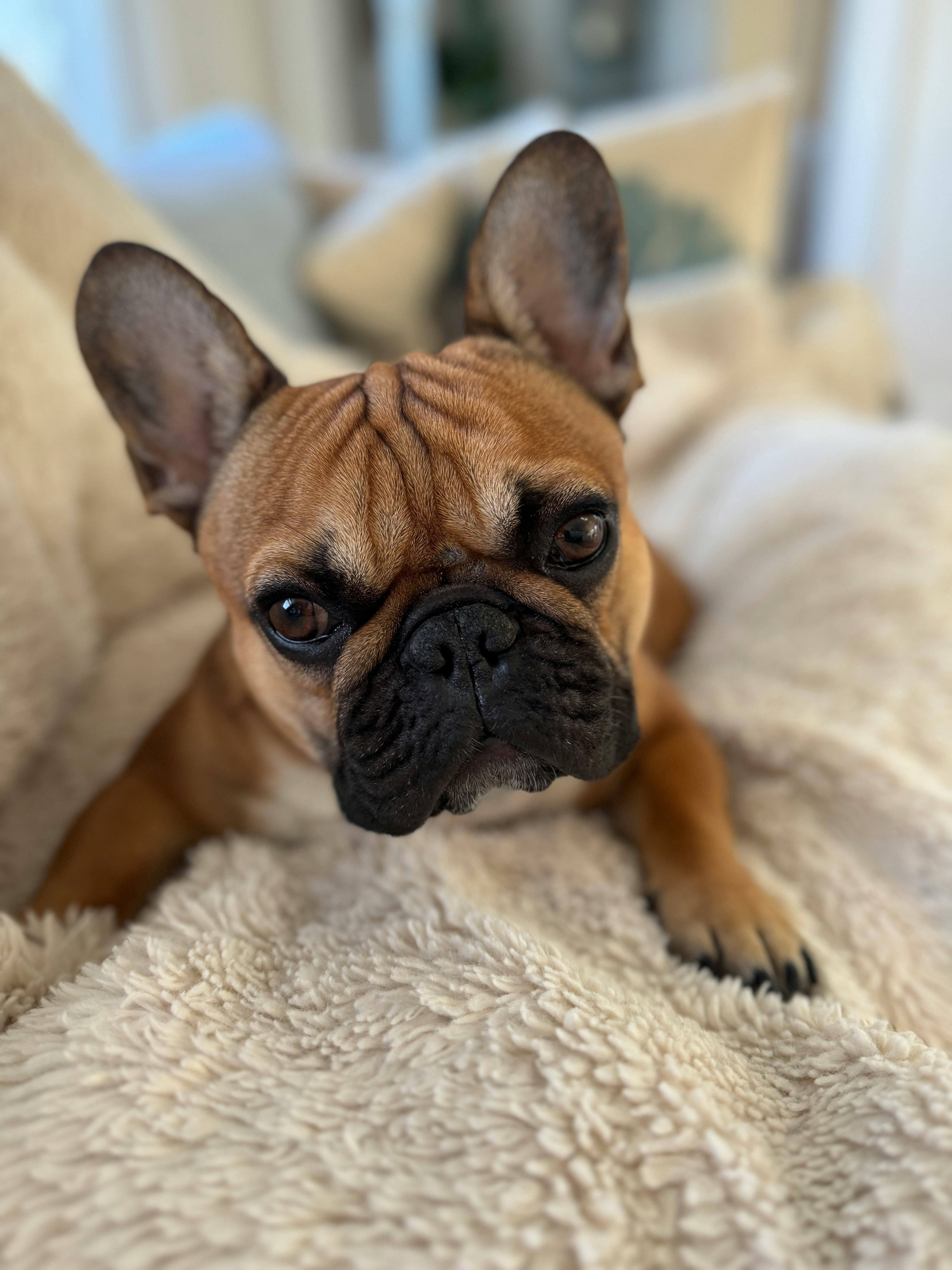 Frenchie Photos, Download The BEST Free Frenchie Stock Photos & HD Images