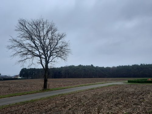 Free Calm countryside with a bare tree and road under overcast skies, perfect for travel inspiration. Stock Photo
