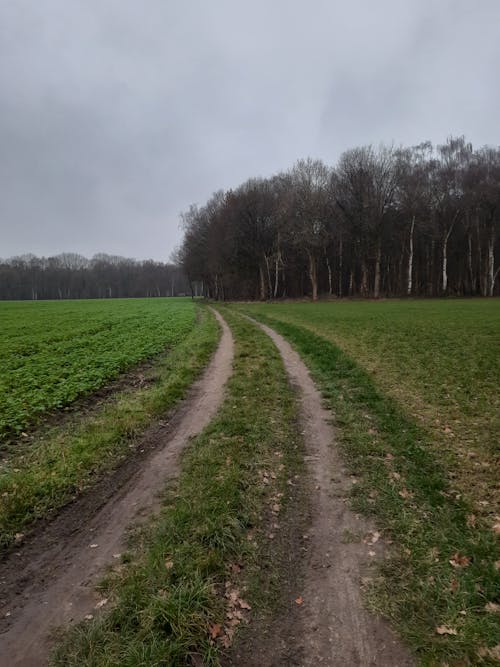 View of an Unpaved Road in the Countryside