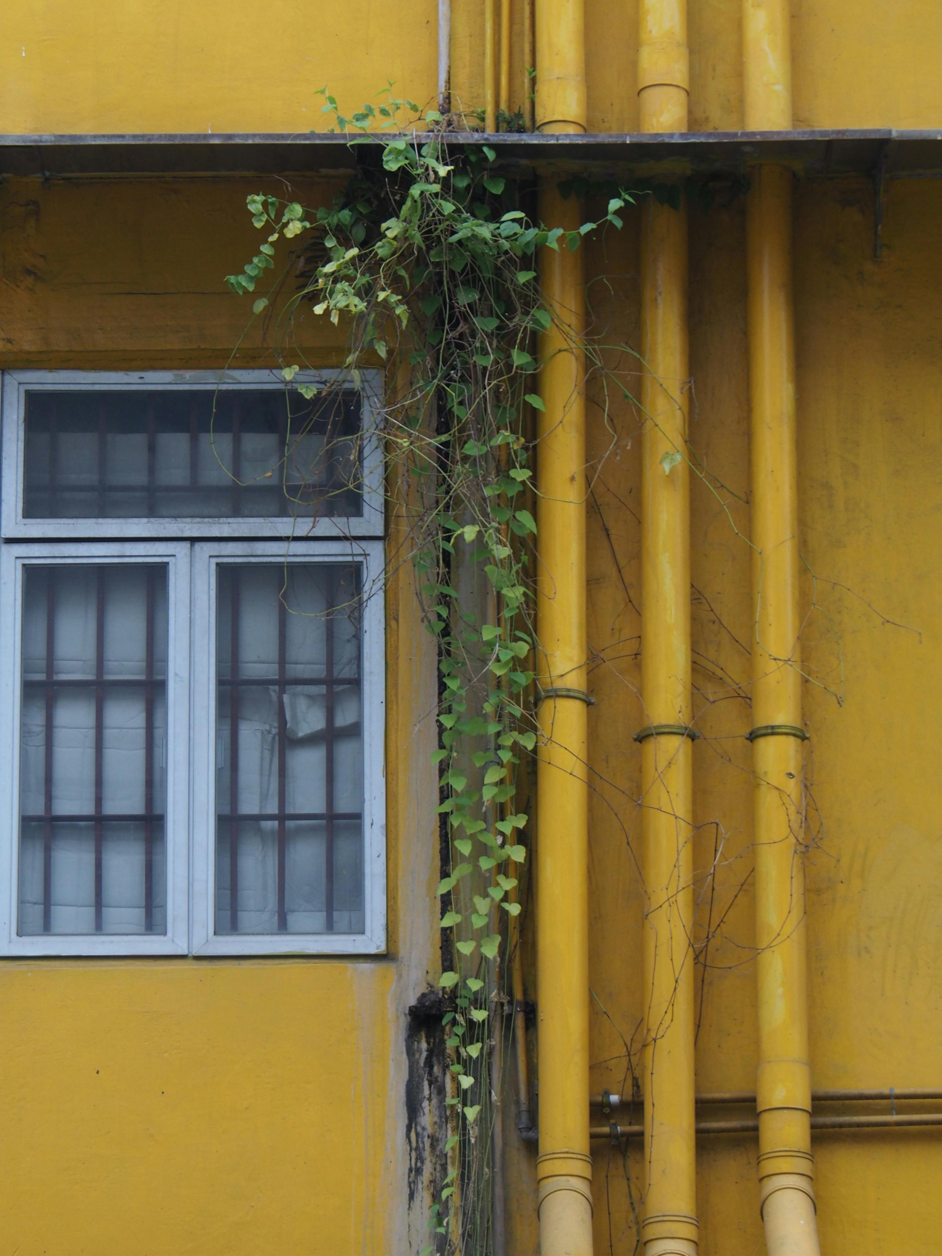 A climbing plant grows along drainage pipes on a yellow urban building wall with a window.