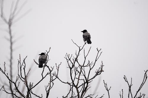 Free stock photo of 4k wallpaper, bird photography, black and white