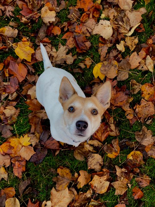Free Charming terrier dog standing on lush greens with colorful autumn leaves, focused on the camera. Stock Photo