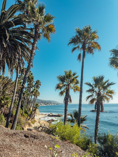 View of Palm Trees on the Shore under Blue Sky