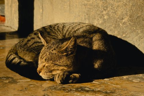 Free Peaceful tabby cat basking and sleeping in the warm sunlight against a stone backdrop. Stock Photo