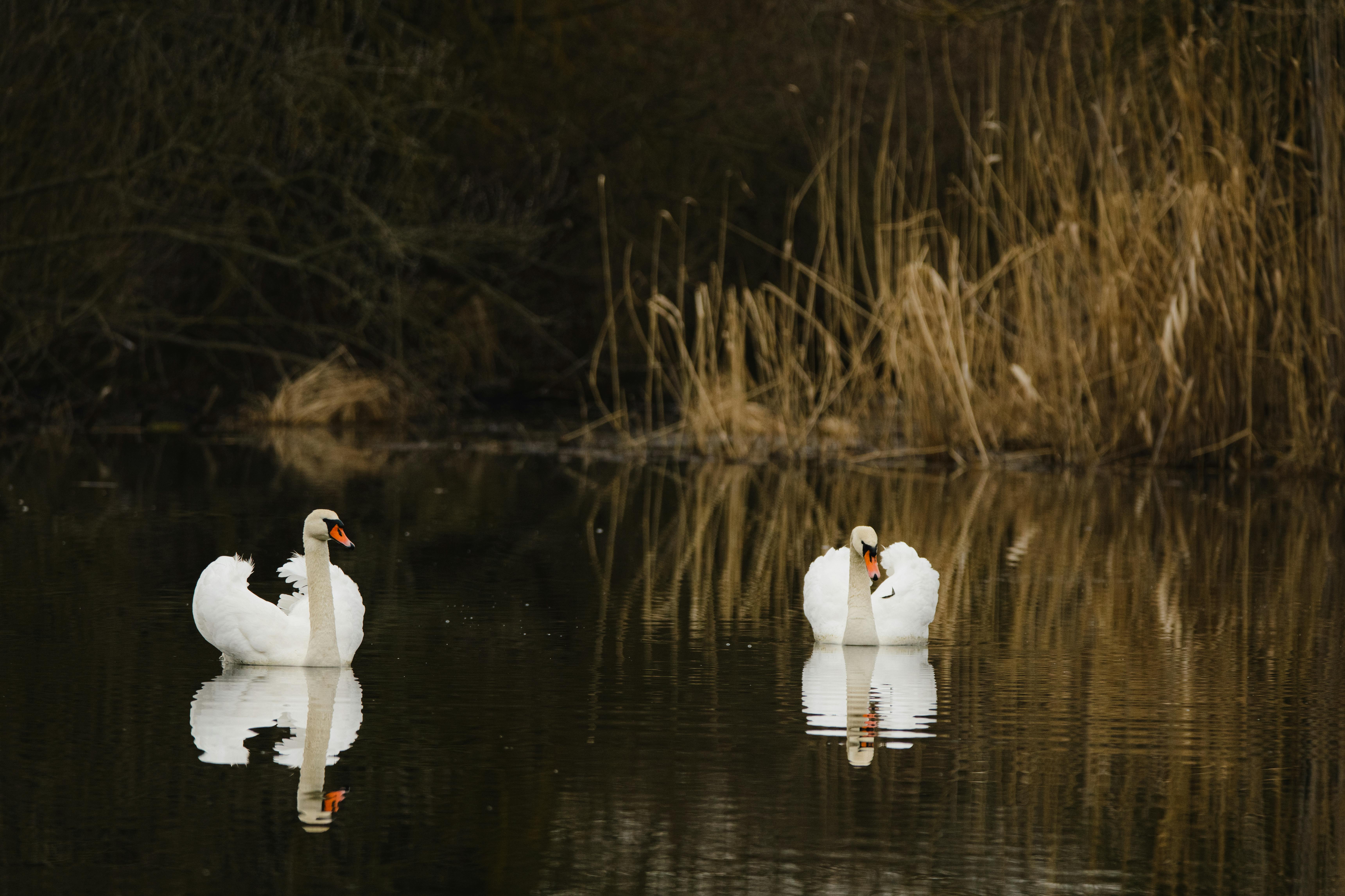 Two graceful swans peacefully reflecting on a calm lake surrounded by reeds.