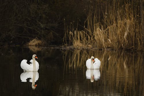 View of Two Swans Swimming in a Body of Water 