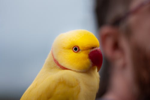 Close-up of a Yellow Parakeet 