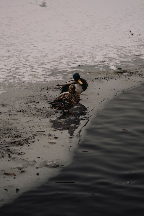 Free A pair of mallard ducks stand on a snowy ice shore by a dark body of water, embodying winter wildlife. Stock Photo