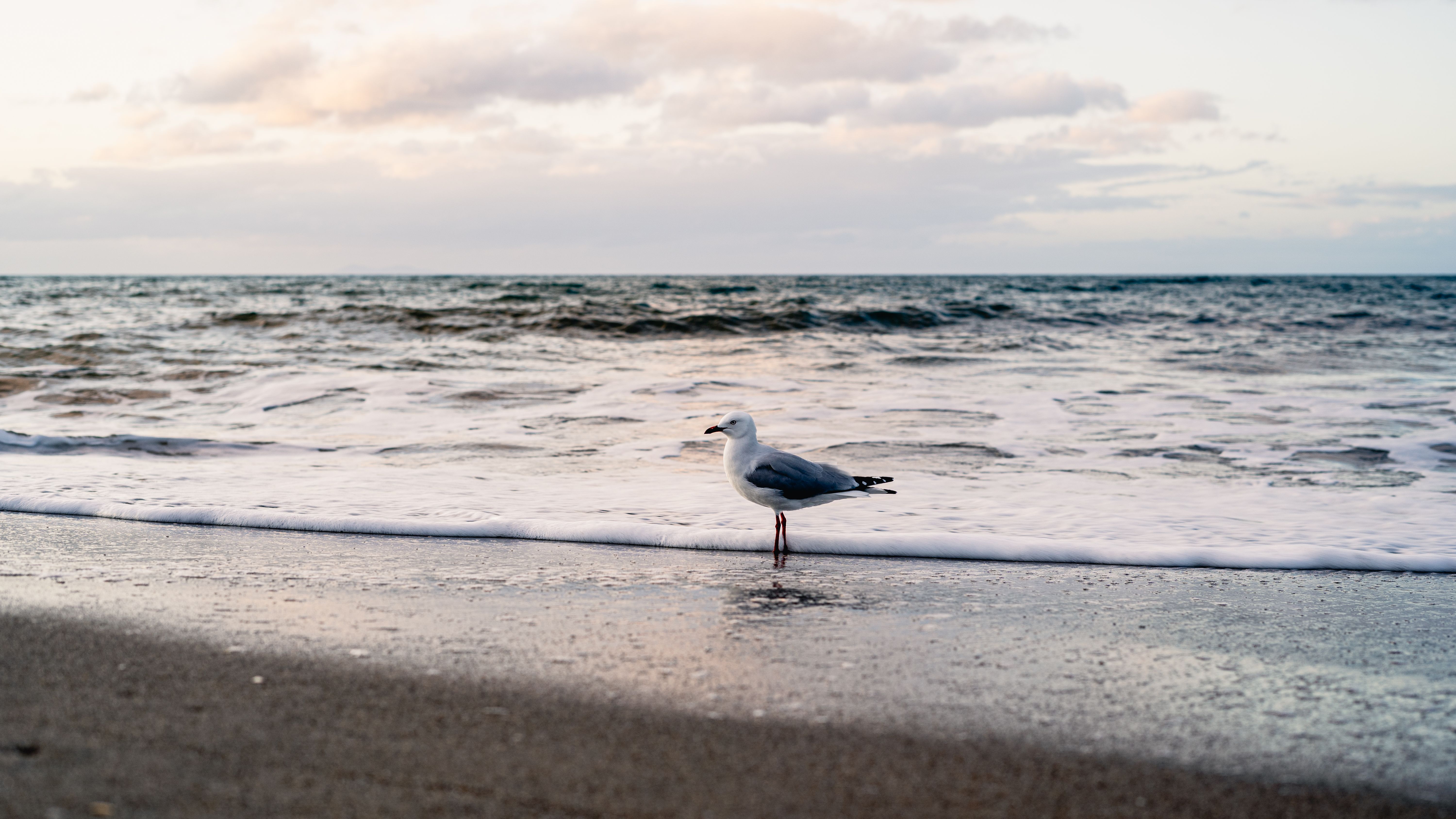 Seagulls On A Beach With A Lighthouse In Distance At Sunset Free seagulls-on-a-beach-with-a-lighthouse-in-distance-at-sunset-free