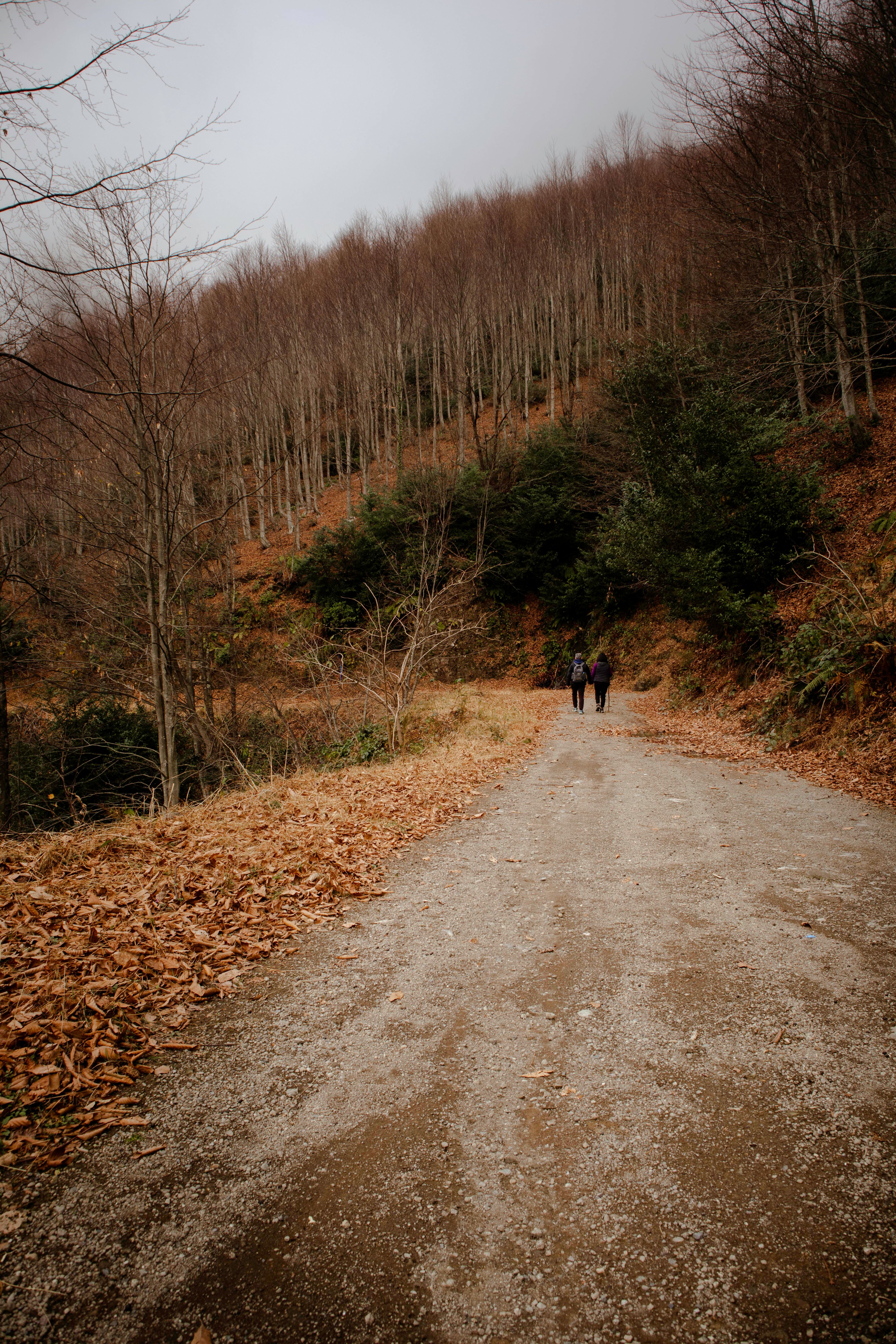 Back View of People Walking on a Road between Autumnal Trees · Free ...