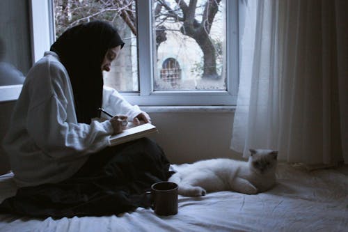 Gratis lagerfoto af dyr, hijab, hvid kat
