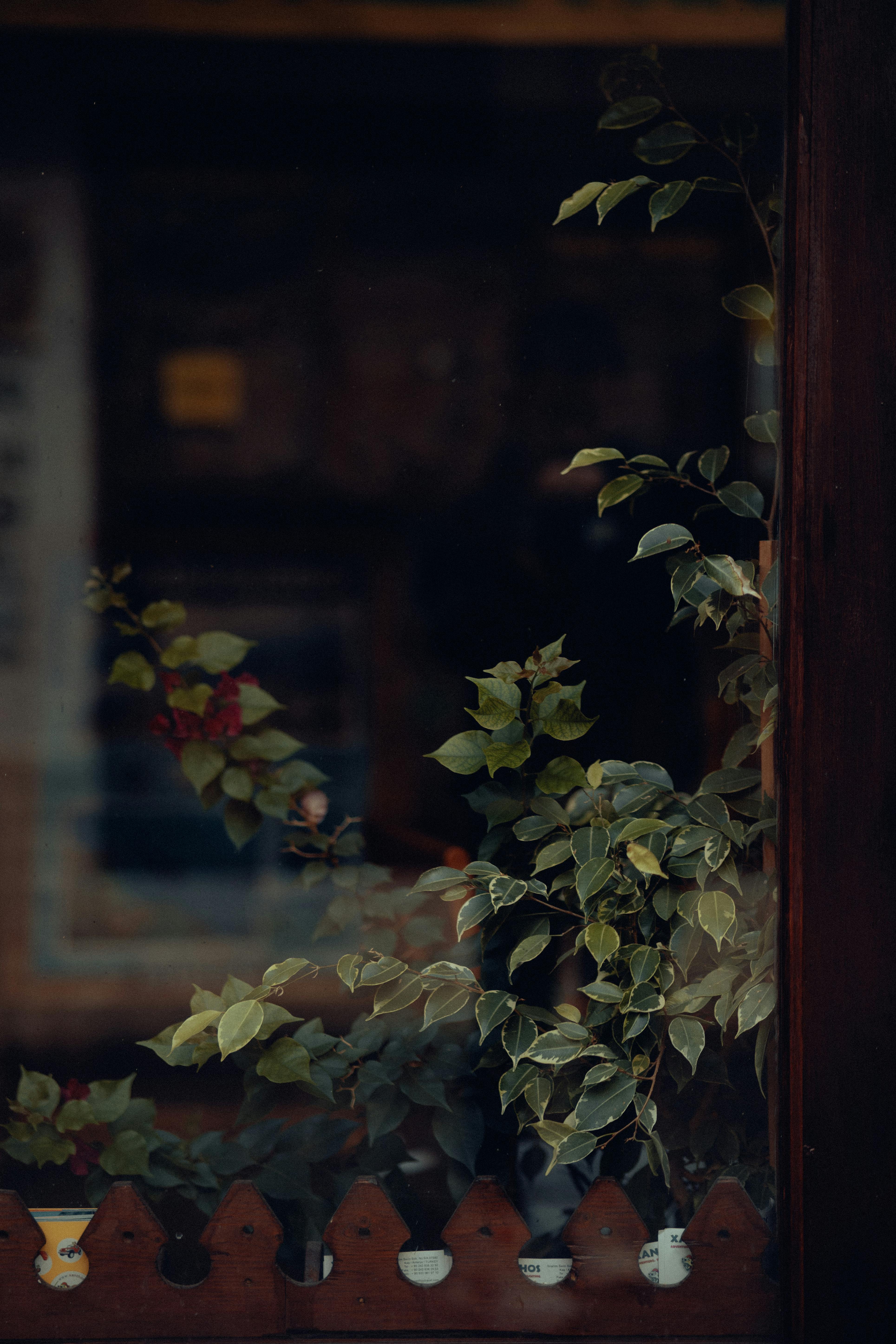 Gratuit Imagine de stoc gratuită din artistic, atmosferă sumbră, botanic Fotografie de stoc