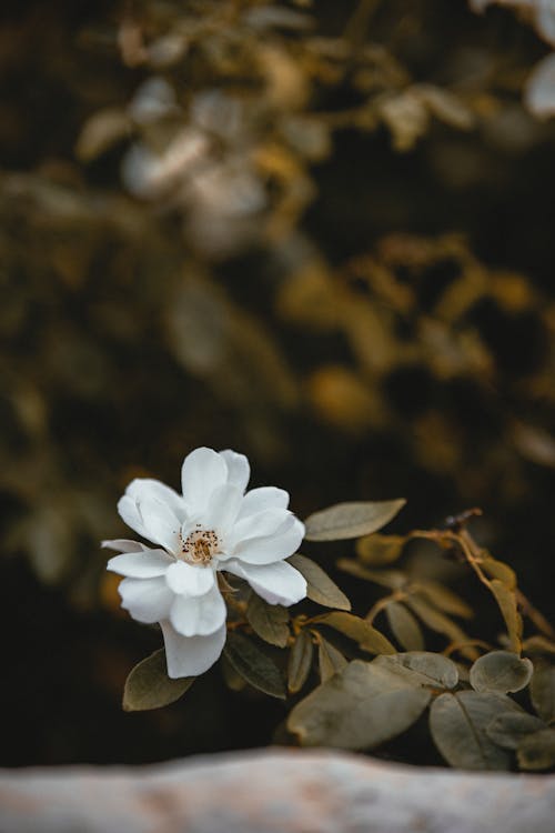 คลังภาพถ่ายฟรี ของ กลีบดอกสีขาว, การเจริญเติบโต, พฤกษา