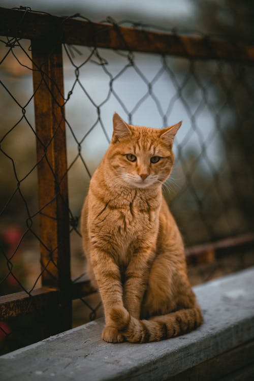 Portrait of a Cat Sitting by a Chainlink Fence