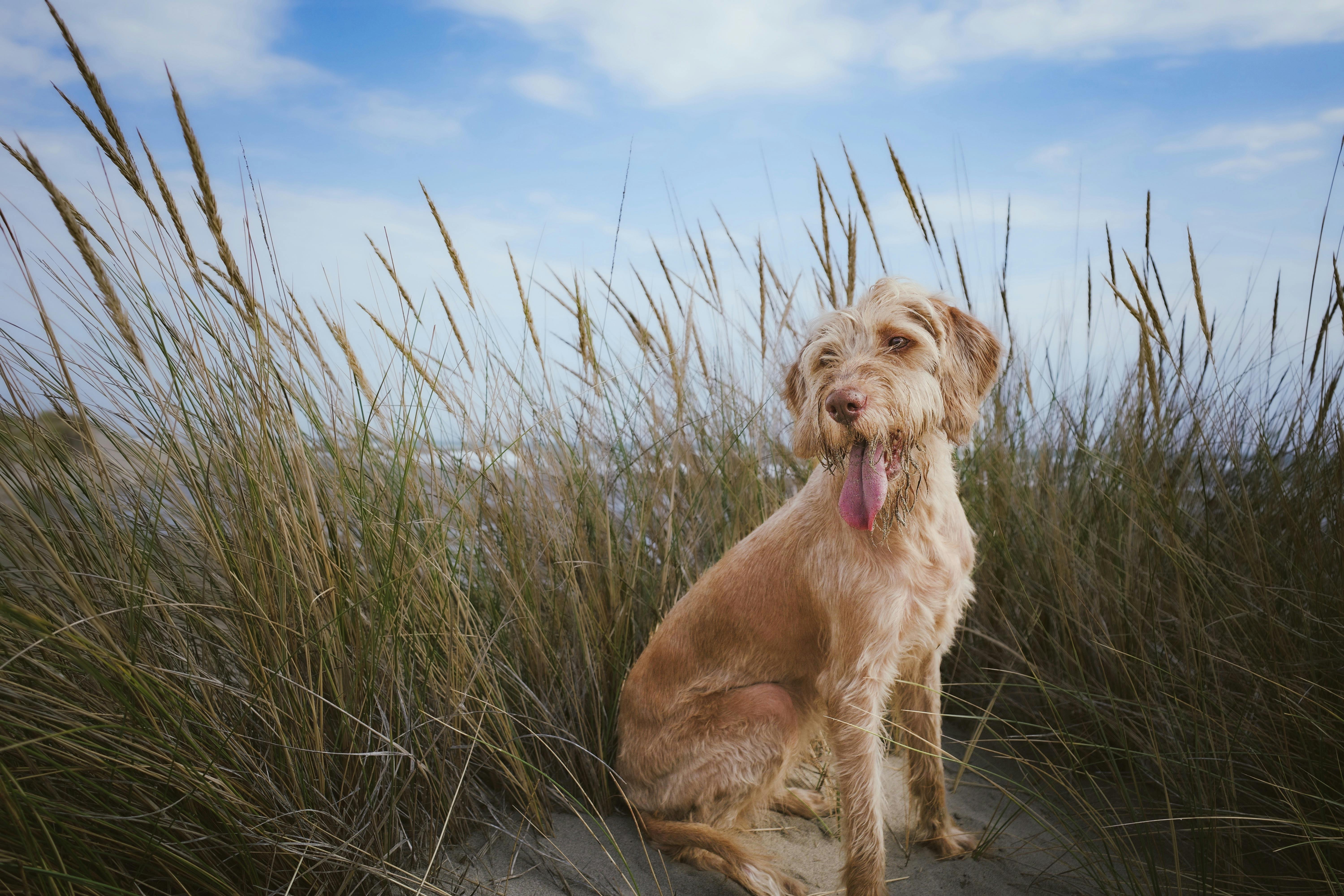 Tips for Maintaining a Healthy Weight for Your Dog