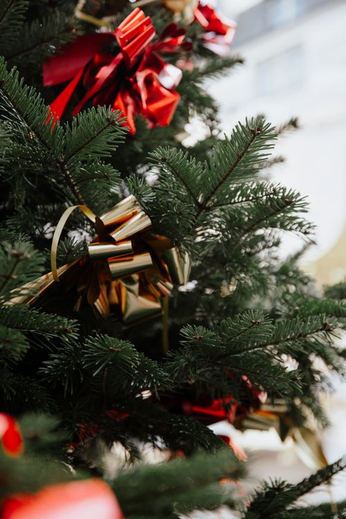 Free Close-up of a beautifully decorated evergreen Christmas tree with gold and red ribbons, perfect for holiday themes. Stock Photo
