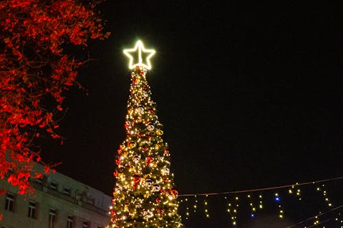 Shining Tree Amidst the Festive Stalls