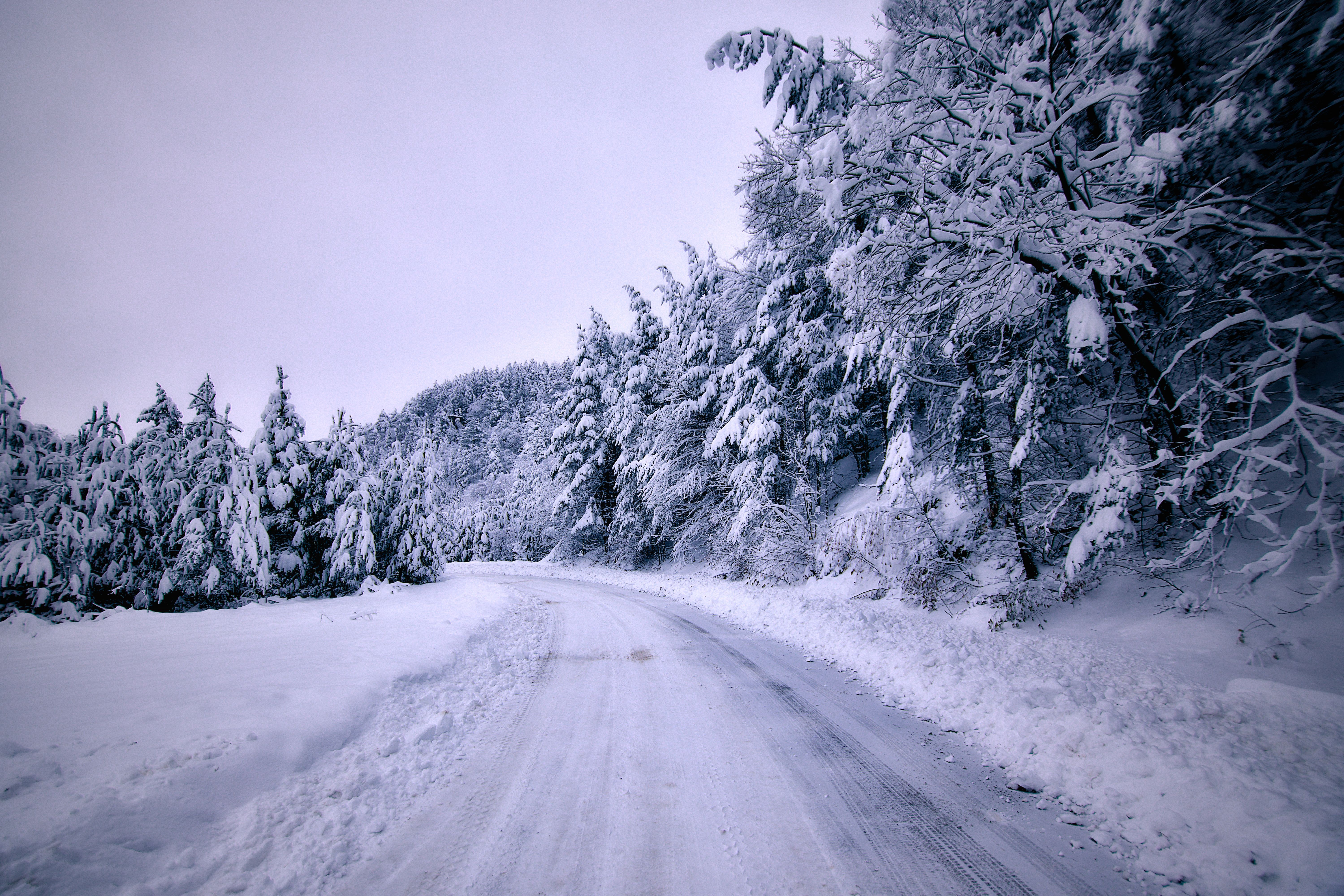 Trees by Road in Forest in Winter · Free Stock Photo