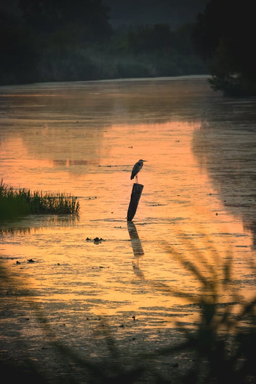 Heron on Post on Lake at Sunset