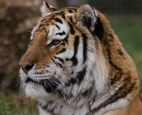 Free Close-up of a majestic tiger gazing into the distance, showcasing its stunning fur patterns. Stock Photo