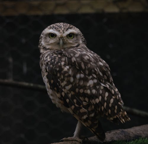 Portrait of Perching Owl