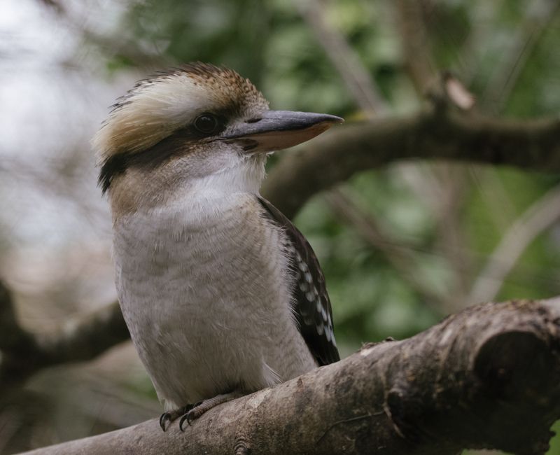 Fotomural Primer plano de un kookaburra riendo sentado en una rama de árbol en un bosque.