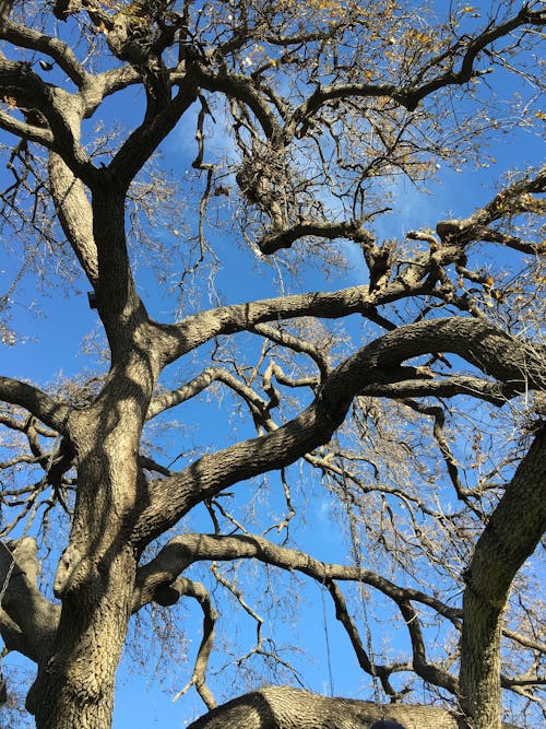 Foto d'estoc gratuïta de arbre, branques, il·luminat pel sol