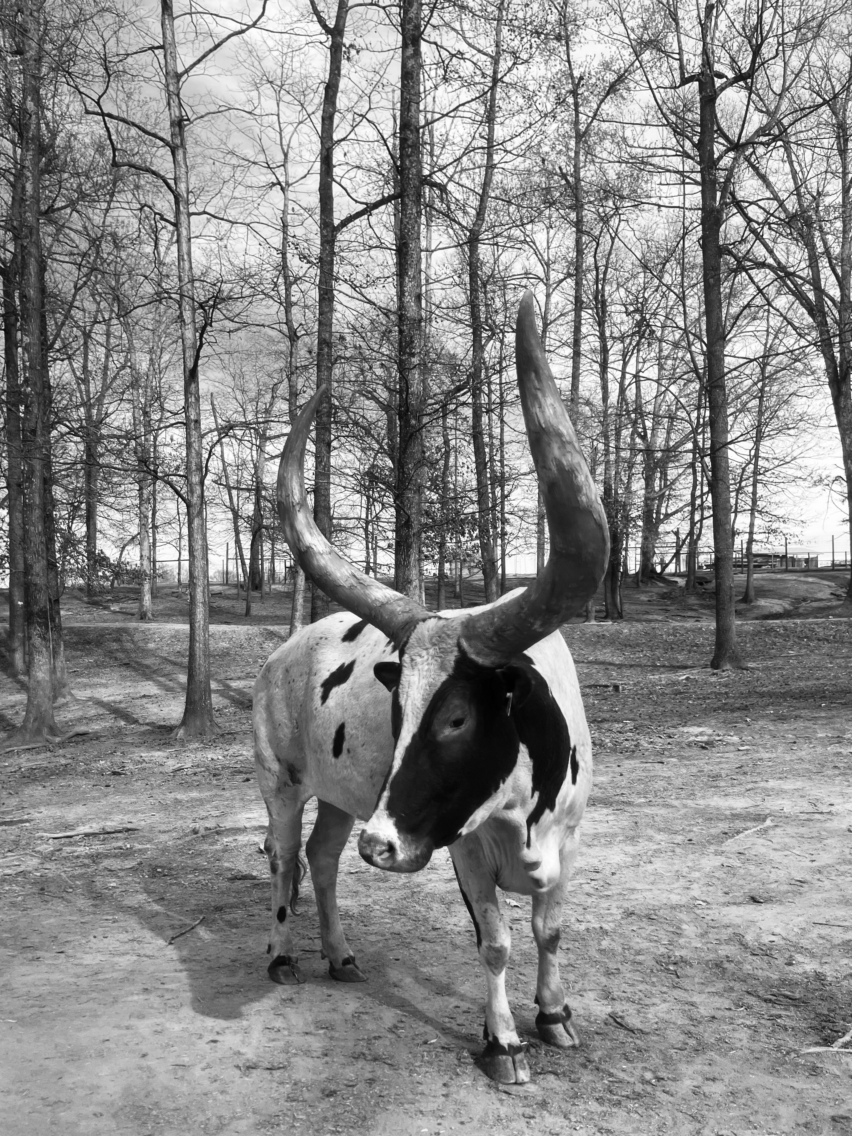 A striking bull with large horns stands in a serene forest setting, captured in black and white.